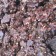 Pure choco pinda rotsjes - Elbnuts Markthal