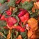 Paprika chips - Elbnuts Markthal
