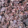 Pure choco pinda rotsjes - Elbnuts Markthal